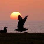 North Ronaldsay birds and sunset. Photograph © Richard Else