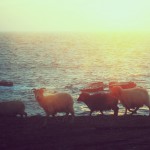 North Ronaldsay sheep at sunset on the west side. Photograph © SelenaArte