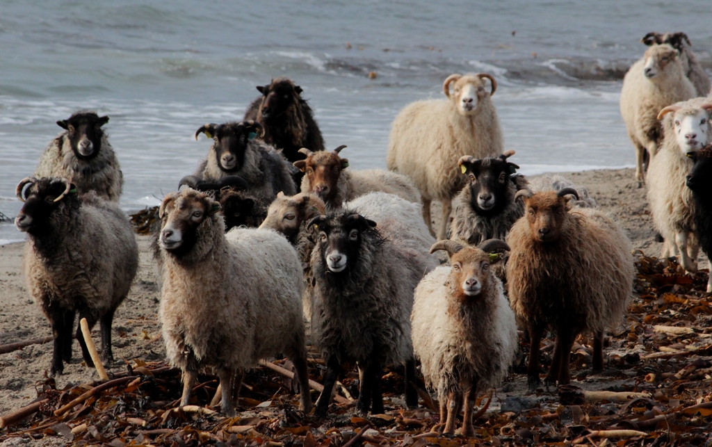 North Ronaldsay sheep