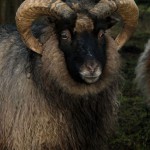 North Ronaldsay ram. Photograph Henry Arden