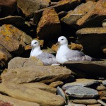 North Ronaldsay nesting fulmars. Photograph © Selena Arte