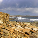 North Ronaldsay sheep and dyke facing Atlantic. Photograph © Selena Arte