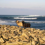 North Ronaldsay sheep on the shore of the atlantic ocean. Photograph © Selena Arte