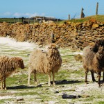 North Ronaldsay sheep within the dyke. Photograph © SelenaArte