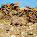 North Ronaldsay sheep in the shelter of the dyke. Photograph © SelenaArte