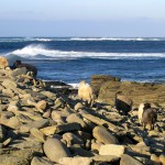 North Ronaldsay sheep by the waves. Photograph © SelenaArte