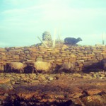 North Ronaldsay sheep on two levels. Photograph © SelenaArte