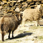 North Ronaldsay sheep by the dyke. Photograph © SelenaArte