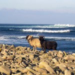 North Ronaldsay sheep with the Atlantic behind. Photograph © SelenaArte