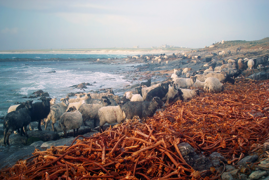 North Ronaldsay seaweed eating sheep. Photograph © Selena Arte