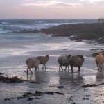 North Ronaldsay sheep walking towards the piar. Photograph © SelenaArte