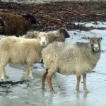 North Ronaldsay sheep, seaweed and sand. Photograph © SelenaArte