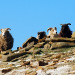 North Ronaldsay sheep high on the dyke. Photograph © SelenaArte