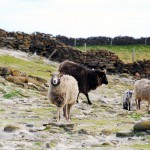 North Ronaldsay sheep and lamb by the dyke. Photograph © SelenaArte