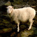 North Ronaldsay sheep portrait. Photograph © SelenaArte