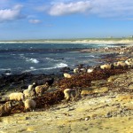 North Ronaldsay sheep gathering by seaweed. Photograph © SelenaArte