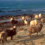 North Ronaldsay sheep near Howar. Photograph © SelenaArte