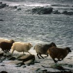 North Ronaldsay sheep running. Photograph © SelenaArte