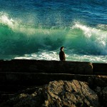 North Ronaldsay bird reflecting by the waves. Photograph © Selena Arte