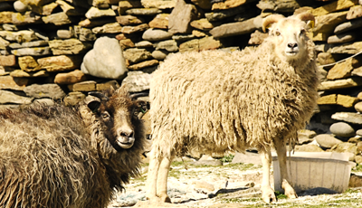 North Ronaldsay sheep home